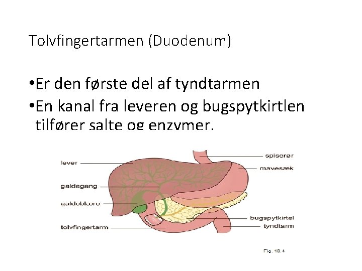 Tolvfingertarmen (Duodenum) • Er den første del af tyndtarmen • En kanal fra leveren