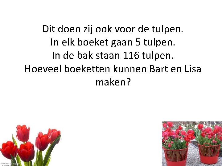 Dit doen zij ook voor de tulpen. In elk boeket gaan 5 tulpen. In