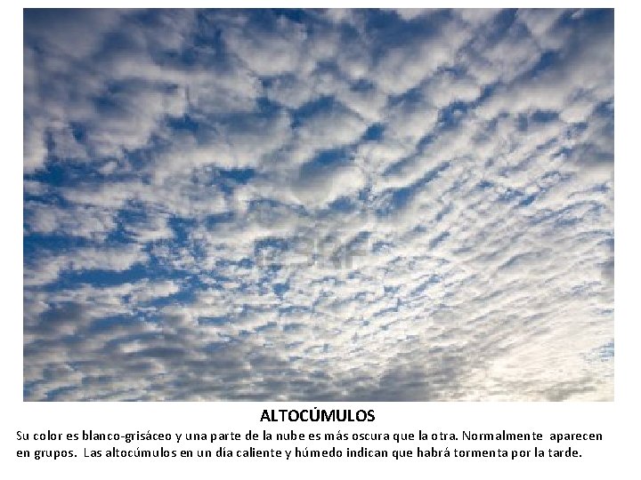 ALTOCÚMULOS Su color es blanco-grisáceo y una parte de la nube es más oscura