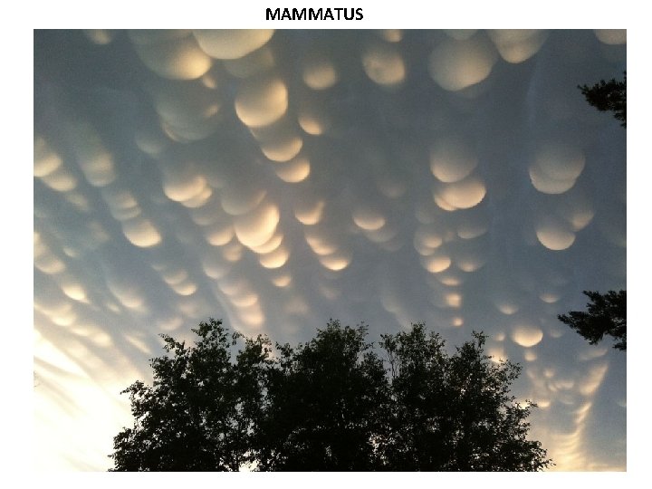 MAMMATUS 