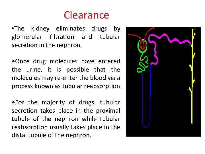 Clearance • The kidney eliminates drugs by glomerular filtration and tubular secretion in the