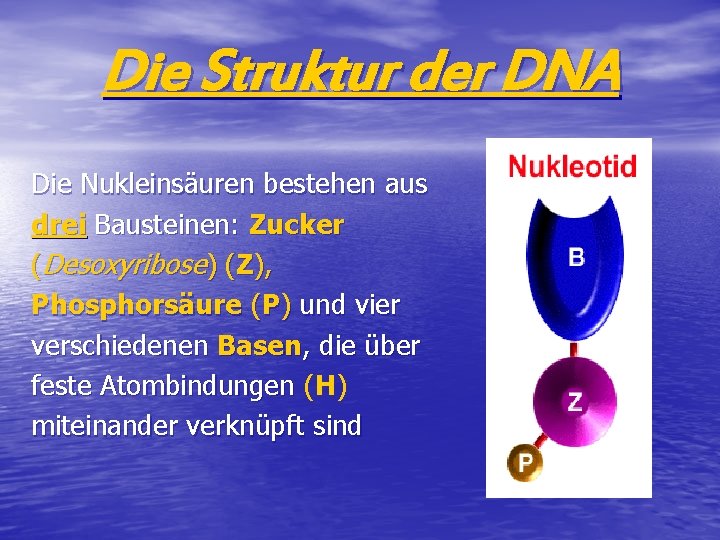 Die Struktur der DNA Die Nukleinsäuren bestehen aus drei Bausteinen: Zucker (Desoxyribose) (Z), Phosphorsäure
