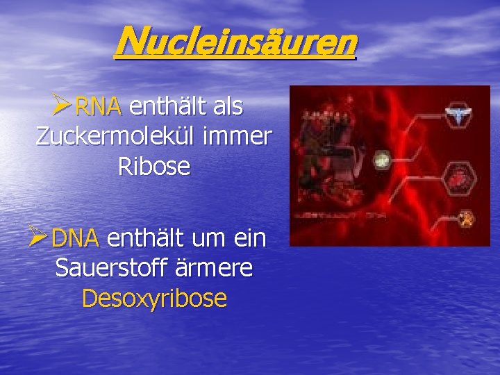 Nucleinsäuren ØRNA enthält als Zuckermolekül immer Ribose ØDNA enthält um ein Sauerstoff ärmere Desoxyribose
