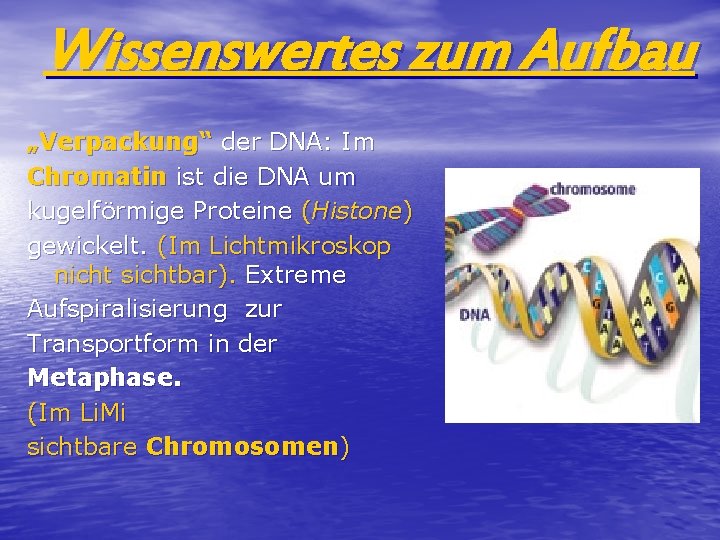  Wissenswertes zum Aufbau „Verpackung“ der DNA: Im Chromatin ist die DNA um kugelförmige