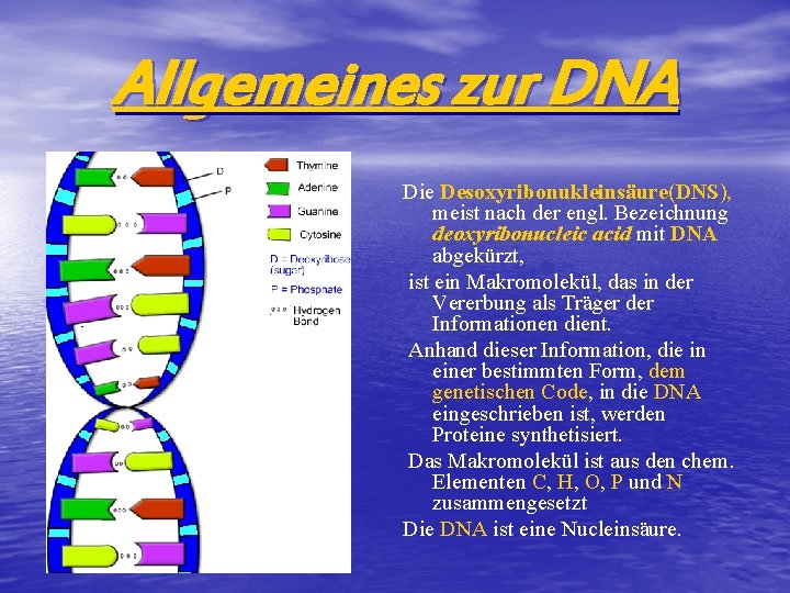 Allgemeines zur DNA Die Desoxyribonukleinsäure(DNS), meist nach der engl. Bezeichnung deoxyribonucleic acid mit DNA