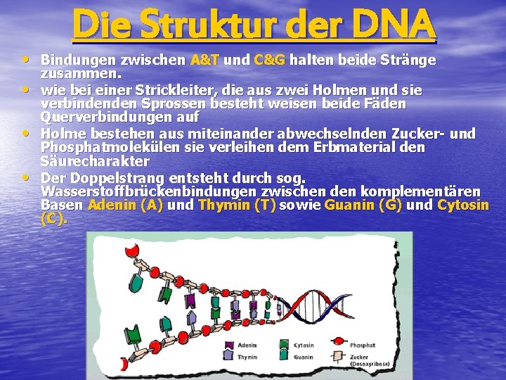 Die Struktur der DNA • Bindungen zwischen A&T und C&G halten beide Stränge •