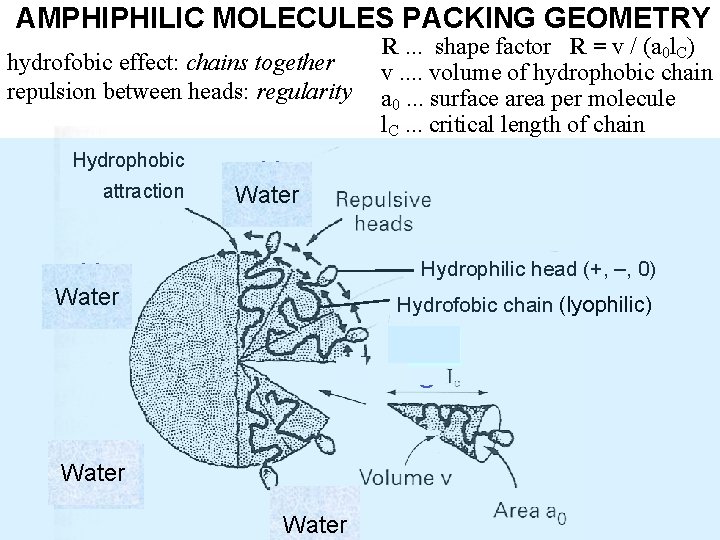 AMPHIPHILIC MOLECULES PACKING GEOMETRY hydrofobic effect: chains together repulsion between heads: regularity Hydrophobic attraction