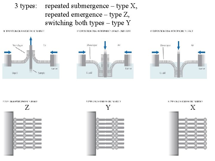 3 types: Z repeated submergence – type X, repeated emergence – type Z, switching