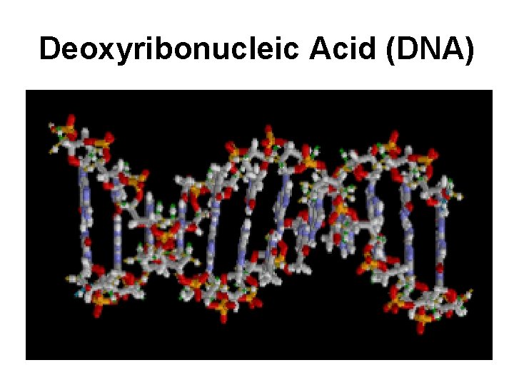 Deoxyribonucleic Acid (DNA) 