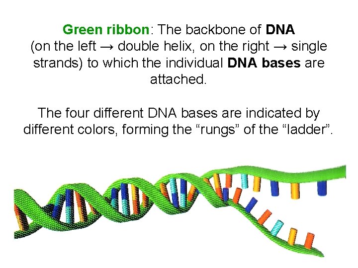 Green ribbon: The backbone of DNA (on the left → double helix, on the