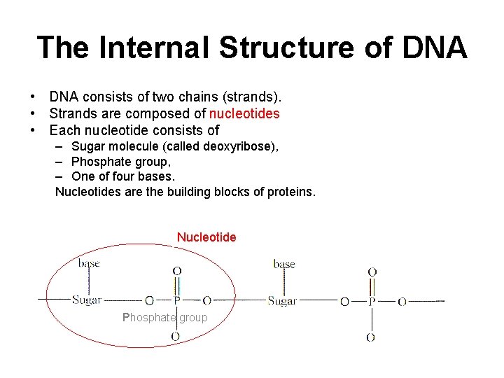The Internal Structure of DNA • DNA consists of two chains (strands). • Strands