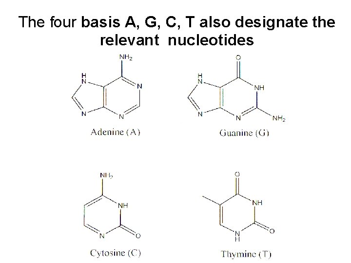 The four basis A, G, C, T also designate the relevant nucleotides The sugar