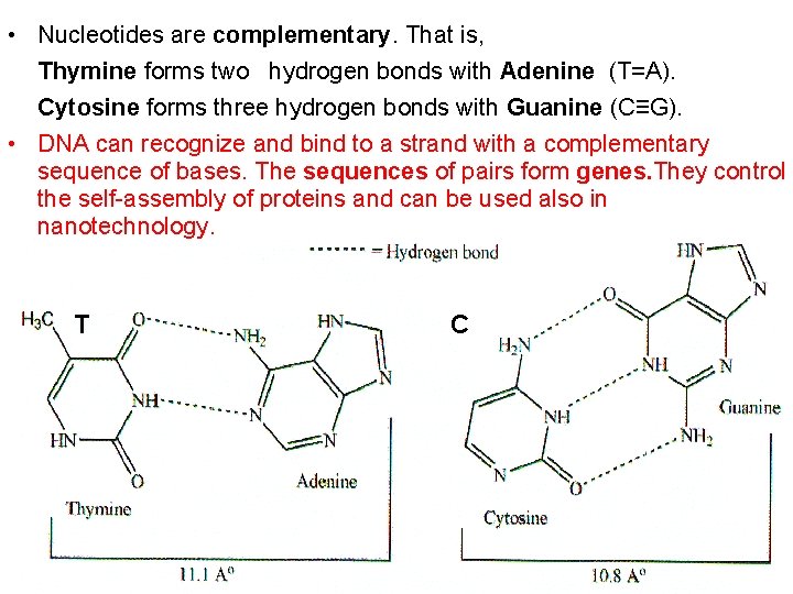  • Nucleotides are complementary. That is, Thymine forms two hydrogen bonds with Adenine