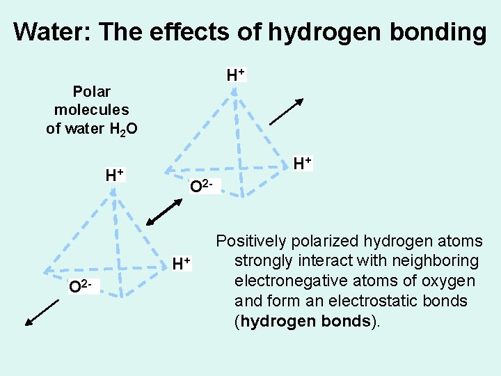 Water: The effects of hydrogen bonding H+ Polar molecules of water H 2 O