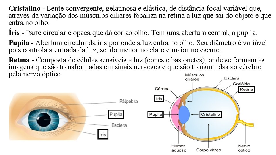 Cristalino - Lente convergente, gelatinosa e elástica, de distância focal variável que, através da