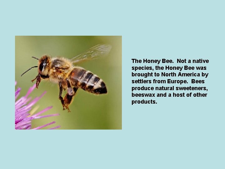 The Honey Bee. Not a native species, the Honey Bee was brought to North