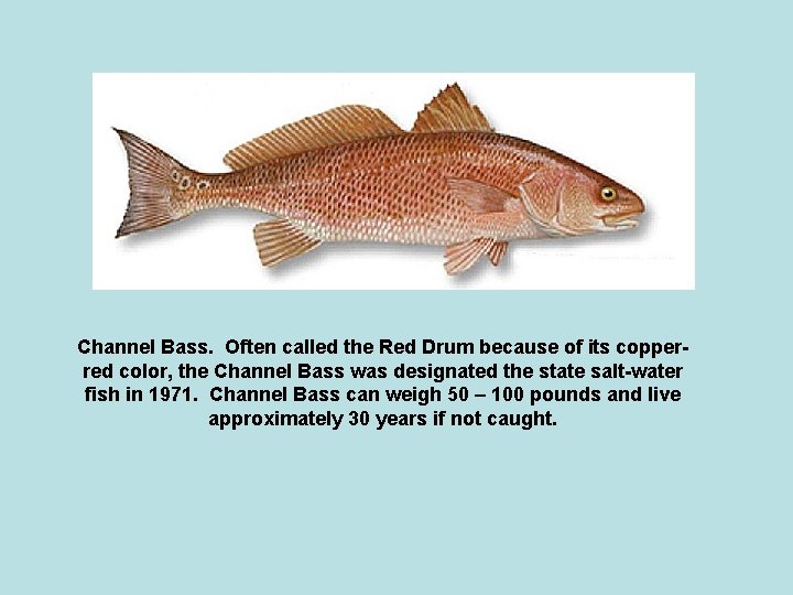 Channel Bass. Often called the Red Drum because of its copperred color, the Channel