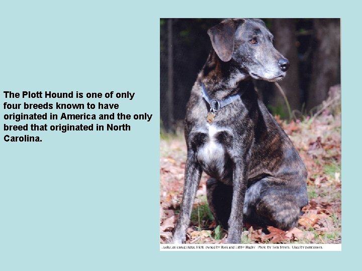 The Plott Hound is one of only four breeds known to have originated in