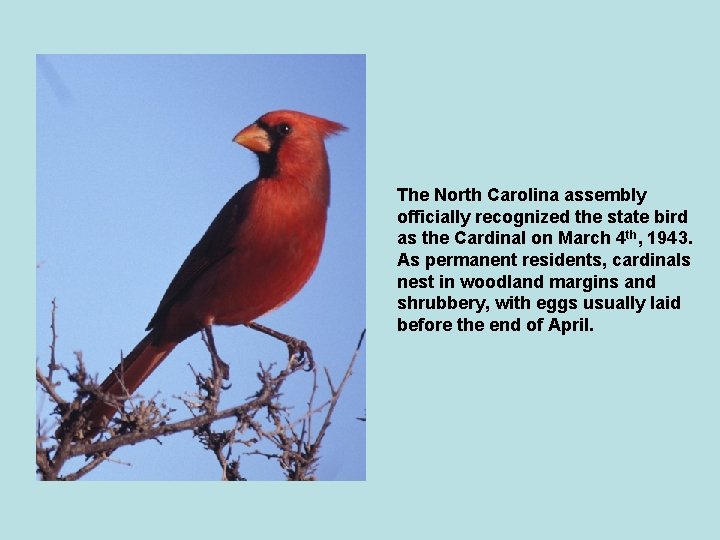 The North Carolina assembly officially recognized the state bird as the Cardinal on March