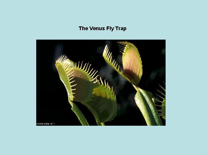 The Venus Fly Trap 