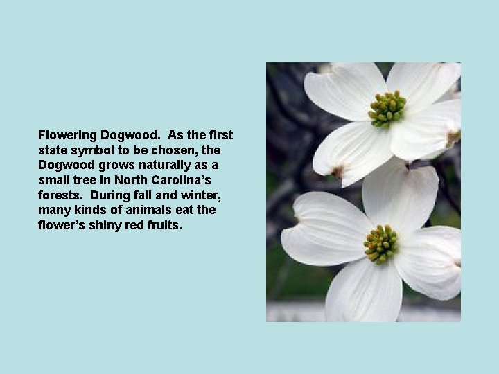 Flowering Dogwood. As the first state symbol to be chosen, the Dogwood grows naturally