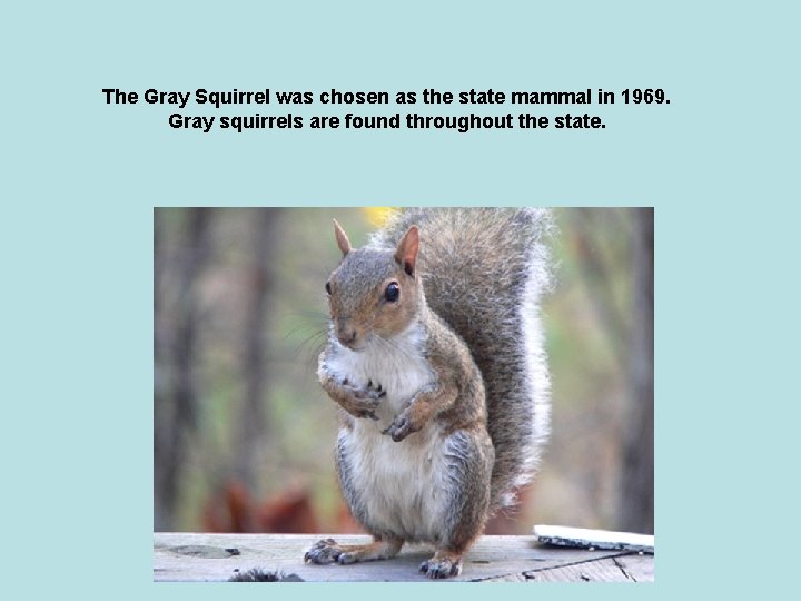 The Gray Squirrel was chosen as the state mammal in 1969. Gray squirrels are