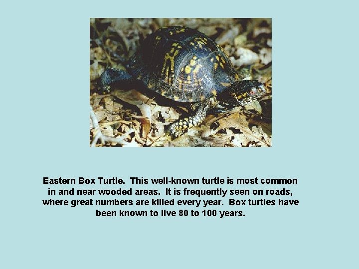 Eastern Box Turtle. This well-known turtle is most common in and near wooded areas.