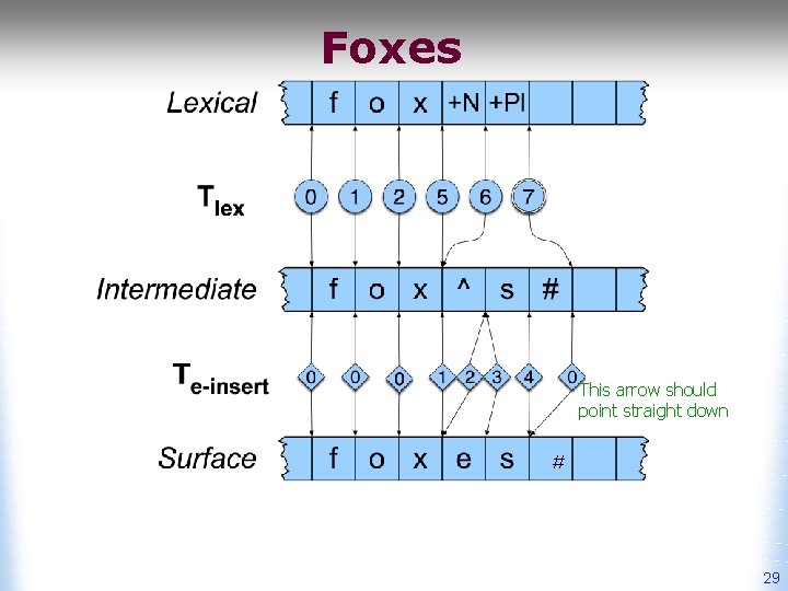 Foxes This arrow should point straight down # 29 