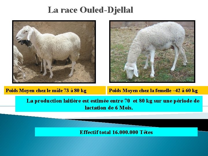 La race Ouled-Djellal Poids Moyen chez le mâle 73 à 80 kg Poids Moyen