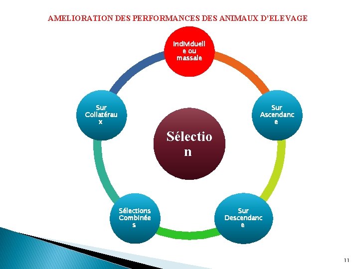 AMELIORATION DES PERFORMANCES DES ANIMAUX D’ELEVAGE Individuell e ou massale Sur Collatérau x Sur