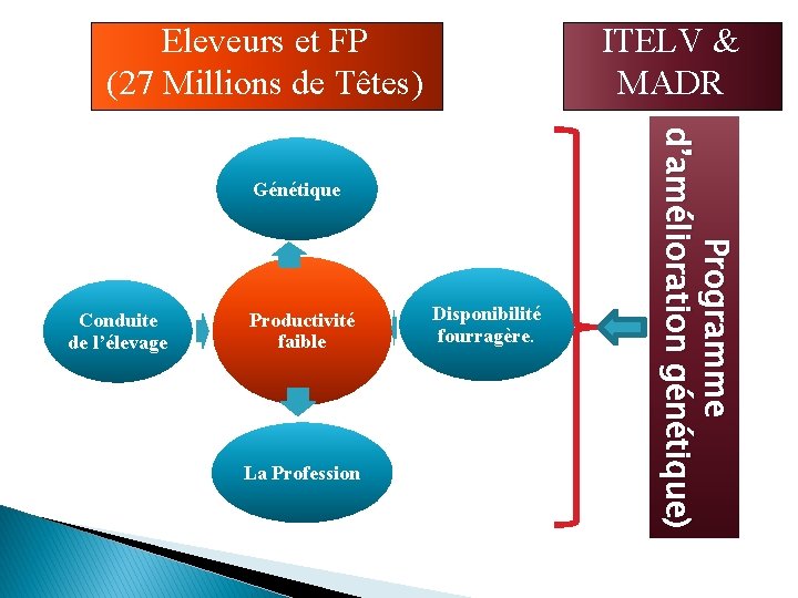 ITELV & MADR Eleveurs et FP (27 Millions de Têtes) Conduite de l’élevage Productivité