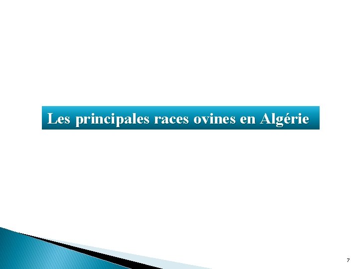 Les principales races ovines en Algérie 7 