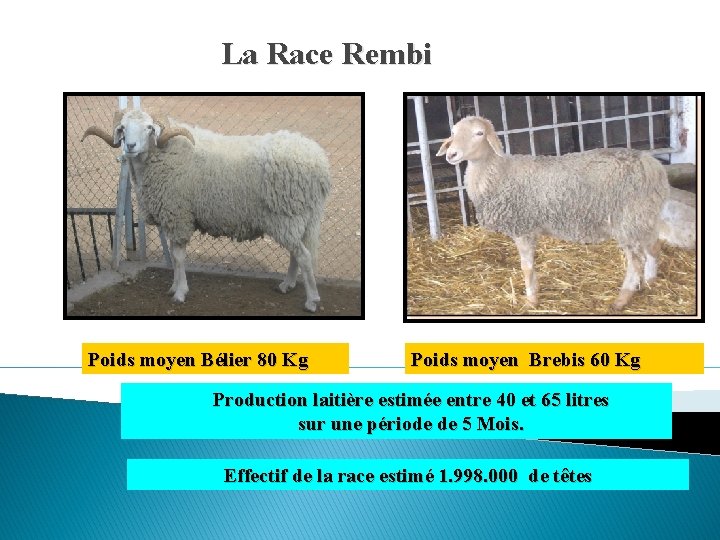 La Race Rembi Poids moyen Bélier 80 Kg Poids moyen Brebis 60 Kg Production