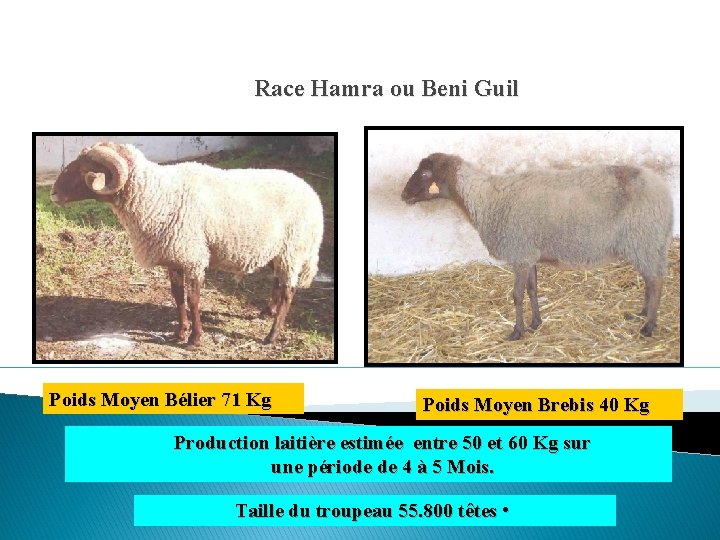 Race Hamra ou Beni Guil Poids Moyen Bélier 71 Kg Poids Moyen Brebis 40