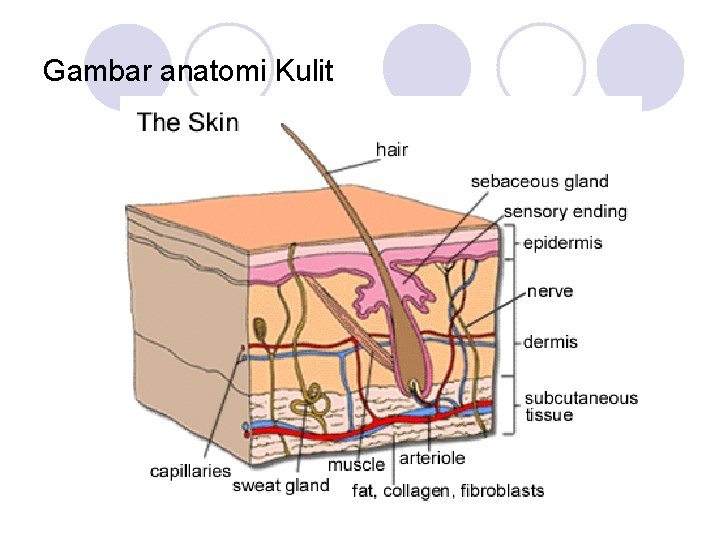 Gambar anatomi Kulit 