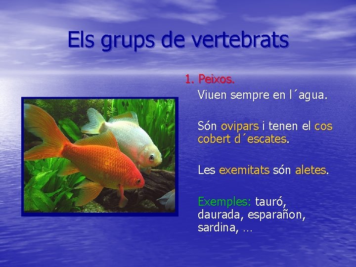 Els grups de vertebrats 1. Peixos. Viuen sempre en l´agua. Són ovipars i tenen
