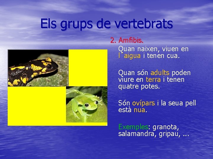 Els grups de vertebrats 2. Amfibis. Quan naixen, viuen en l´aigua i tenen cua.
