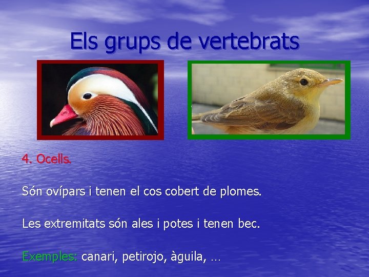Els grups de vertebrats 4. Ocells. Són ovípars i tenen el cos cobert de
