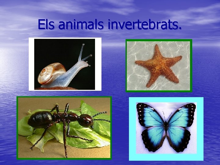 Els animals invertebrats. 