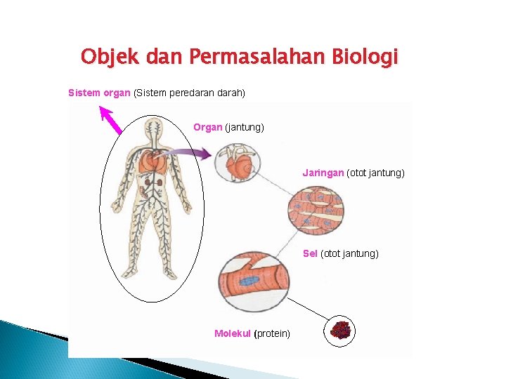 Objek dan Permasalahan Biologi Sistem organ (Sistem peredaran darah) Organ (jantung) Jaringan (otot jantung)