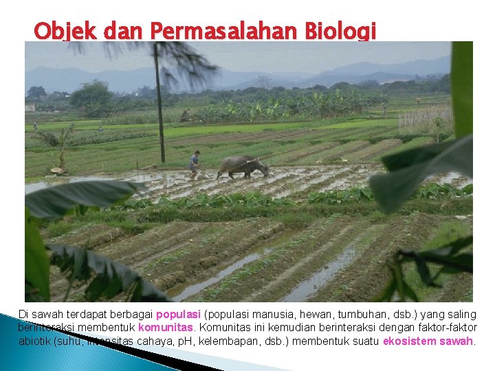 Objek dan Permasalahan Biologi Di sawah terdapat berbagai populasi (populasi manusia, hewan, tumbuhan, dsb.