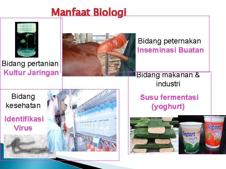 Manfaat Biologi Bidang peternakan Inseminasi Buatan Bidang pertanian Kultur Jaringan Bidang kesehatan Identifikasi Virus