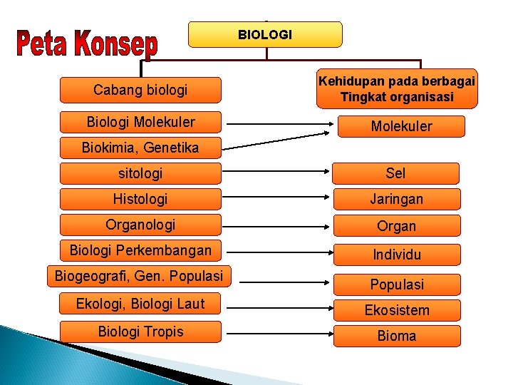 BIOLOGI Cabang biologi Biologi Molekuler Kehidupan pada berbagai Tingkat organisasi Molekuler Biokimia, Genetika sitologi