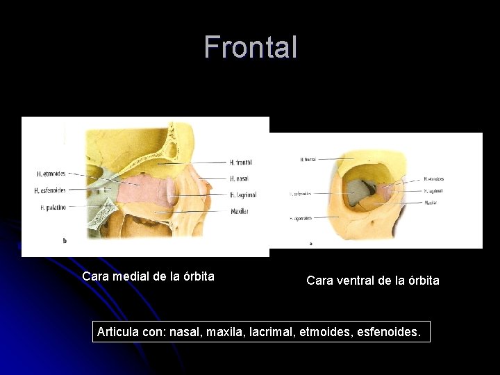 Frontal Cara medial de la órbita Cara ventral de la órbita Articula con: nasal,