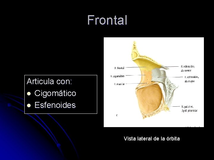 Frontal Articula con: l Cigomático l Esfenoides Vista lateral de la órbita 