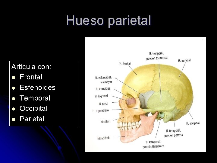 Hueso parietal Articula con: l Frontal l Esfenoides l Temporal l Occipital l Parietal