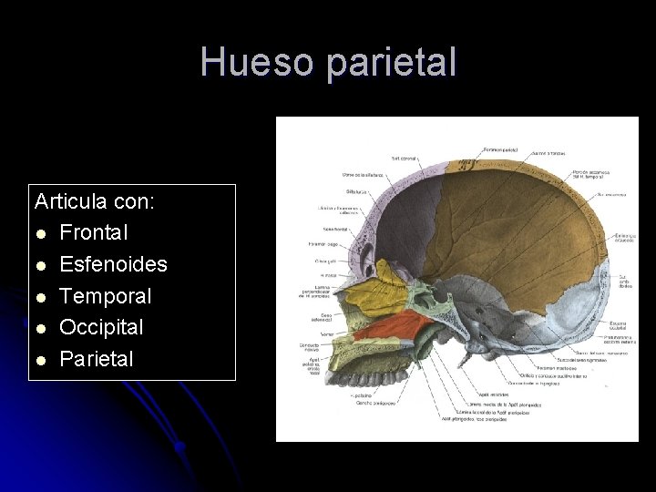 Hueso parietal Articula con: l Frontal l Esfenoides l Temporal l Occipital l Parietal