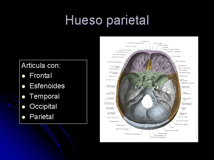 Hueso parietal Articula con: l Frontal l Esfenoides l Temporal l Occipital l Parietal