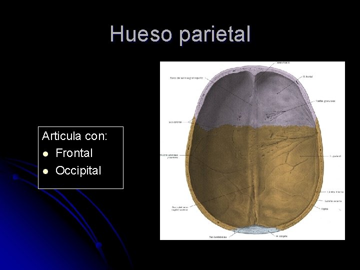 Hueso parietal Articula con: l Frontal l Occipital 