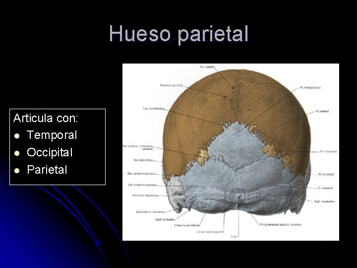 Hueso parietal Articula con: l Temporal l Occipital l Parietal 